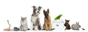 Happy National Dog Day! 12 Tips for Pet-Friendly Decorating